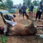 Luar Biasa!!! Menyambut Hari Raya Idul Adha, Polres Lampung Utara, Potong 6 Sapi dan 5 Kambing