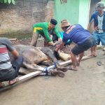 Pengurus Ponpes Darun Najah Melaksanakan Penyembelihan Tiga Hewan Kurban Pada Hari Raya Idul Adha 1443 H