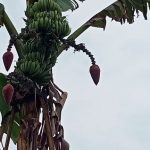 Fenomena Alam,Satu Pohon Pisang Berbuah Dua Tandan Dan Memiliki Tiga Jantung Pisang.