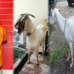 Pencuri Ternak Kambing Di Tuba Ahirnya Terungkap,Polisi Amankan Warga Ogan Ilir