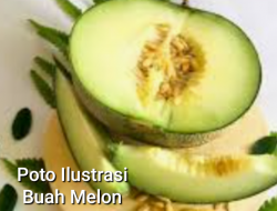 Pimpinan Smart Agri Nusantara Lamteng Diduga Rugikan Petani Melon Ratusan Juta.